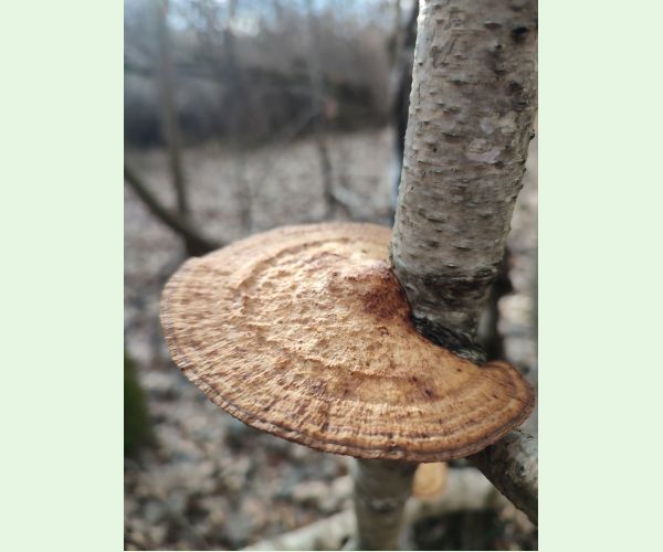 Daedaleopsis confragosa