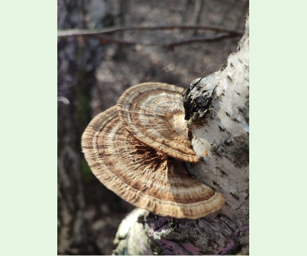 Daedaleopsis confragosa