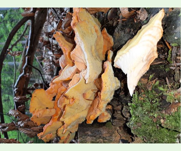 Laetiporus sulphureus