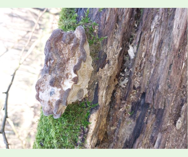 Gloeophyllum odoratum