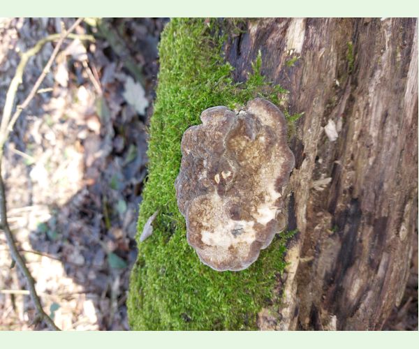 Gloeophyllum odoratum