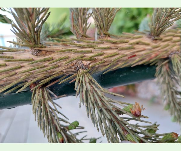 Oligonychus ununguis