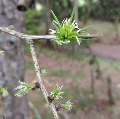 Coleophora laricella