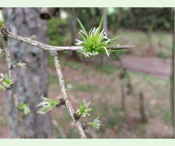 Coleophora laricella