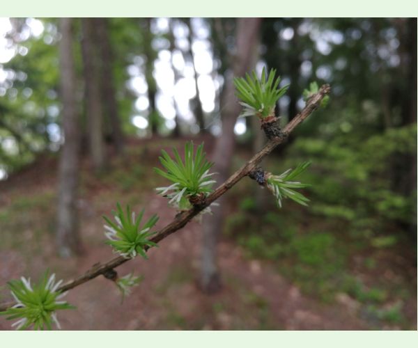 Coleophora laricella