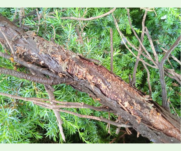 Gymnosporangium sabinae