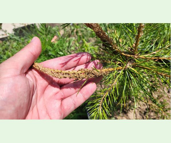 Acantholyda hieroglyphica