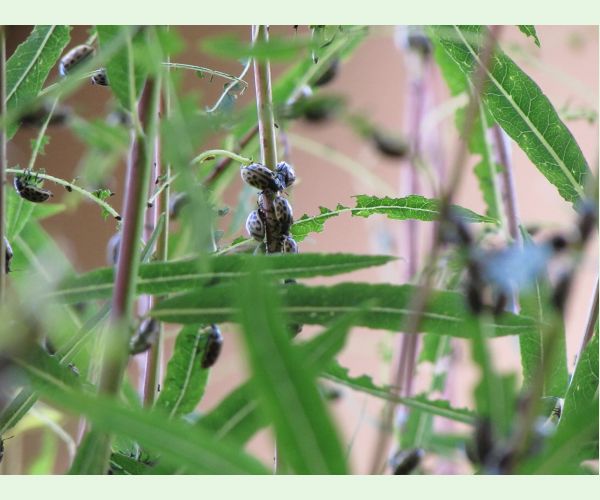 Chrysomela vigintipunctata