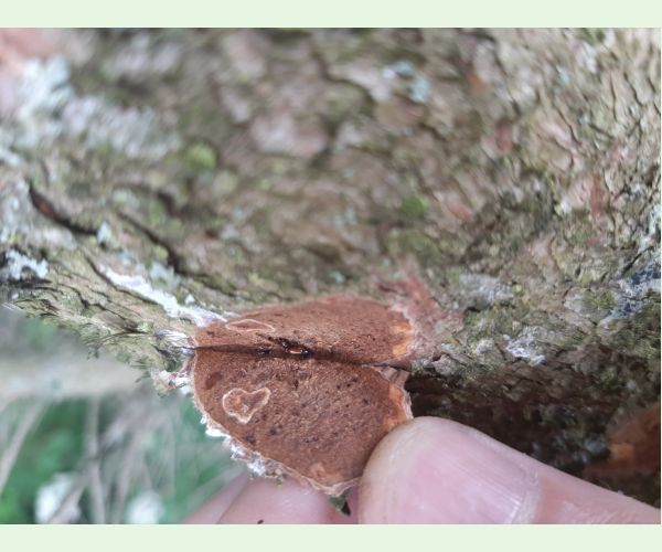 Pityogenes chalcographus