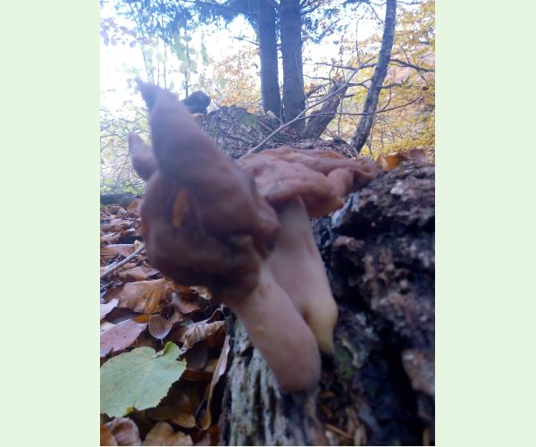 Gyromitra infula