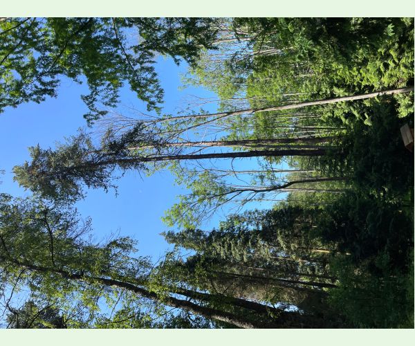 Chalara fraxinea (tel. Hymenoscyphus fraxineus)