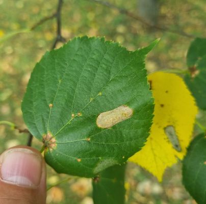 Phyllonorycter issikii