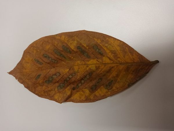 A - Ambiguously determined, we are not sure