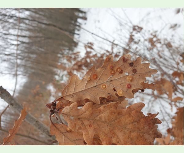 Neuroterus quercusbaccarum