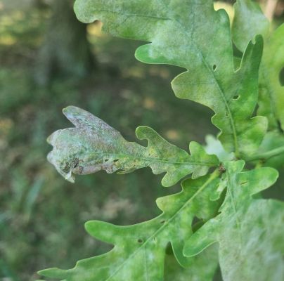 Microsphaera alphitoides