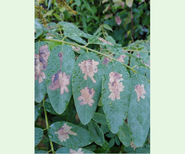 Parectopa robiniella