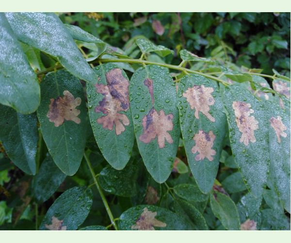 Parectopa robiniella