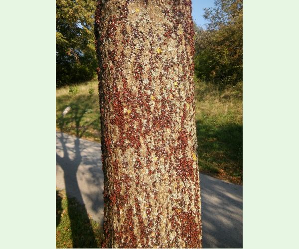 Oxycarenus lavaterae