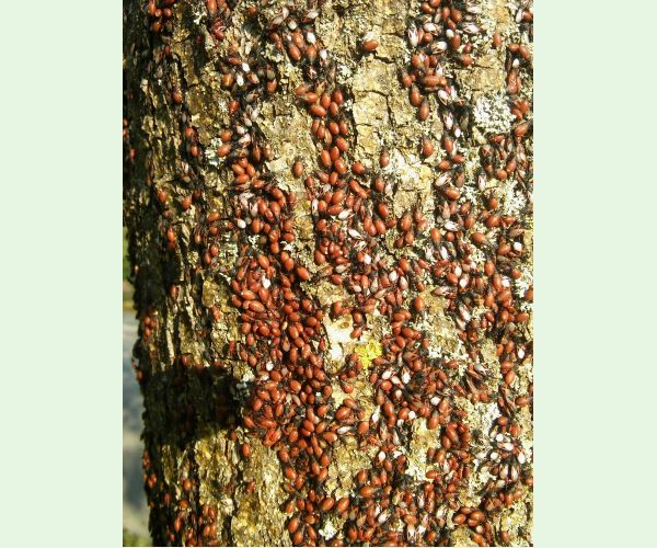 Oxycarenus lavaterae