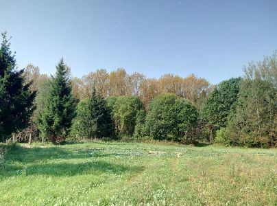 Hnedospórka topoľová