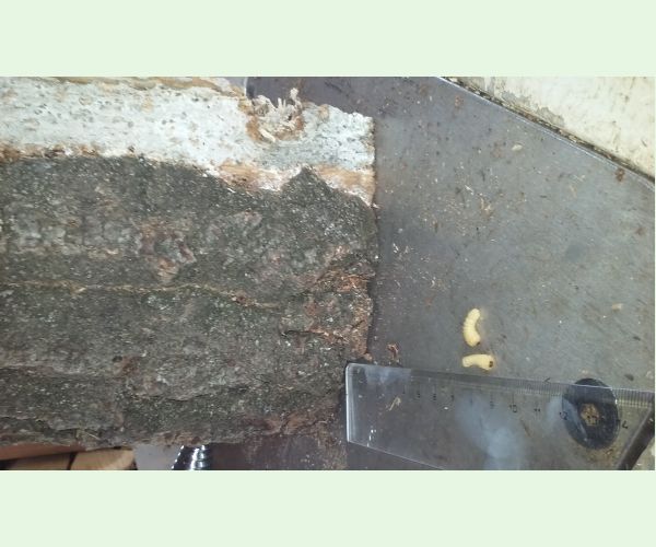 A - nejednoznačne určený, nie sme si istí