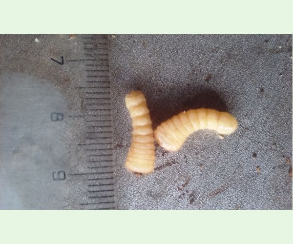 A - nejednoznačne určený, nie sme si istí