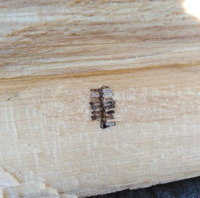 Trypodendron domesticum