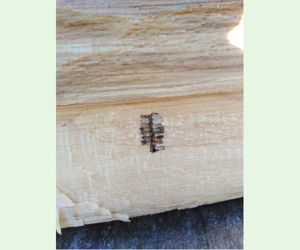 Trypodendron domesticum