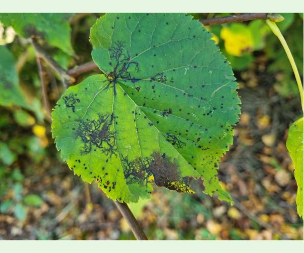 Paraconiothyrium tiliae