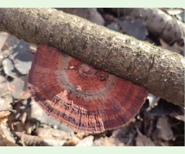 Daedaleopsis confragosa