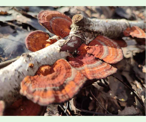 Daedaleopsis confragosa