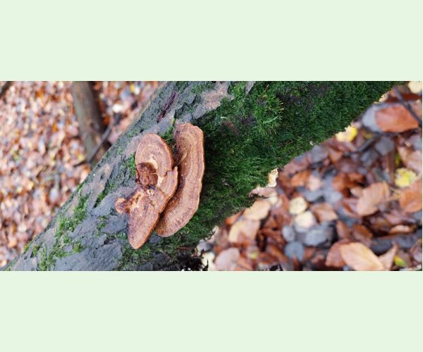 Daedaleopsis confragosa