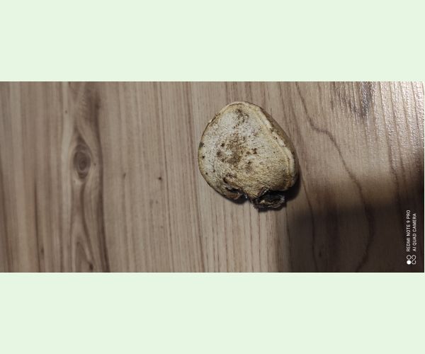 Piptoporus betulinus