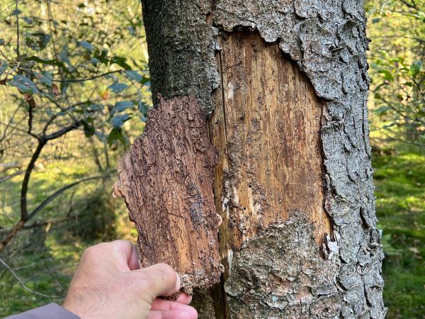 A - Ambiguously determined, we are not sure