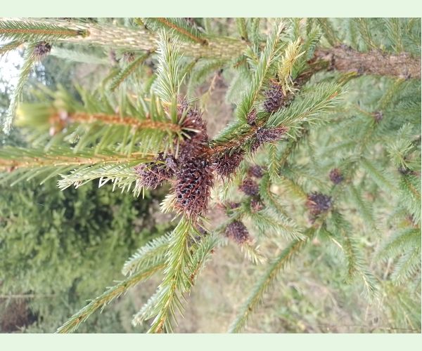 Sacchiphantes viridis