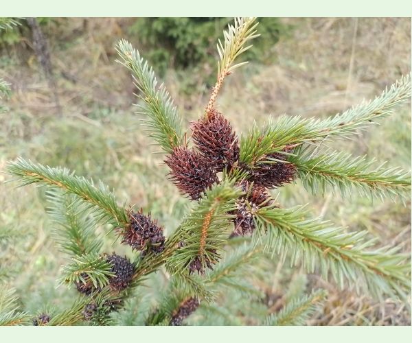 Sacchiphantes viridis