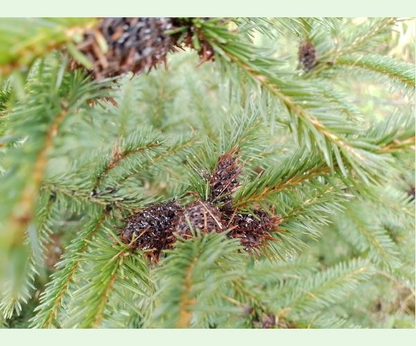 Sacchiphantes viridis