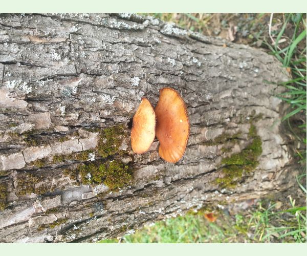 Flammulina velutipes