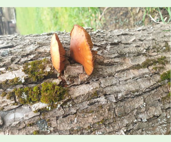 Flammulina velutipes