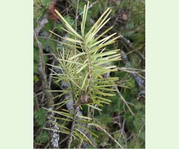 Phaeocryptopus gaeumannii