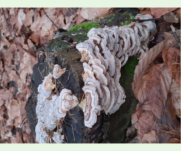 Trametes versicolor