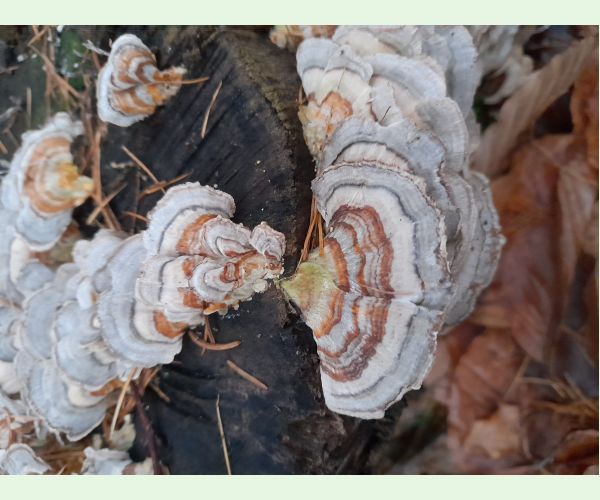Trametes versicolor