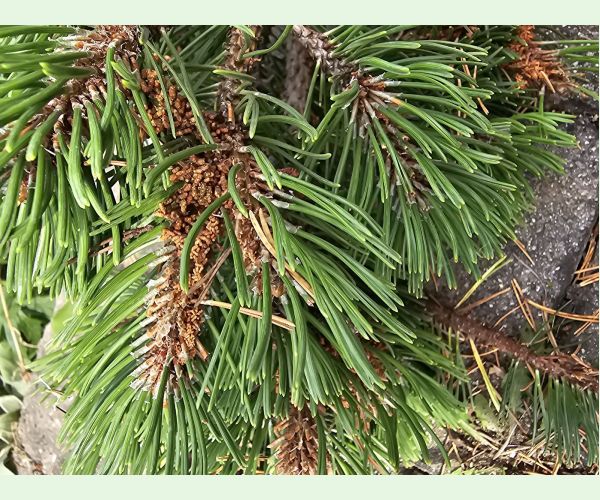 Acantholyda hieroglyphica