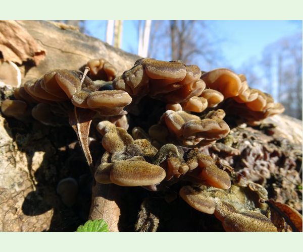 Auricularia mesenterica