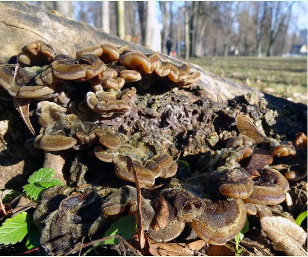 Auricularia mesenterica