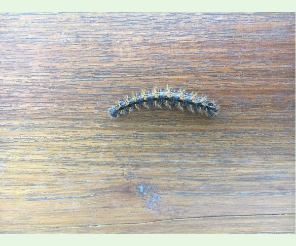 A - nejednoznačne určený, nie sme si istí