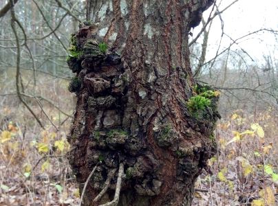 A - nejednoznačne určený, nie sme si istí