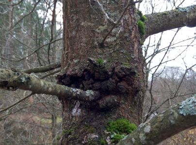 A - nejednoznačne určený, nie sme si istí