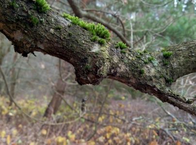 A - nejednoznačne určený, nie sme si istí