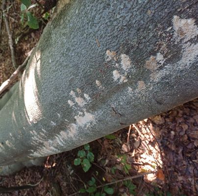 Trypodendron domesticum